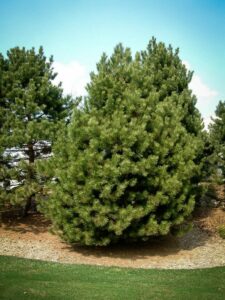 Сосна Чёрная (Pinus Nigra) купить по цене от 270.00р. в интернет-магазине «Посадика» с доставкой почтой в в Новошахтинске и по всей России – [изображение №1].