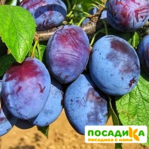 Слива Чачакская ранняя купить по цене от 229.00р. в интернет-магазине «Посадика» с доставкой почтой в в Новошахтинске и по всей России – [изображение №1].