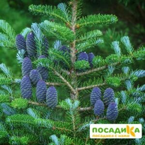 Пихта корейская (Abies koreana) купить по цене от 450.00р. в интернет-магазине «Посадика» с доставкой почтой в в Новошахтинске и по всей России – [изображение №1].