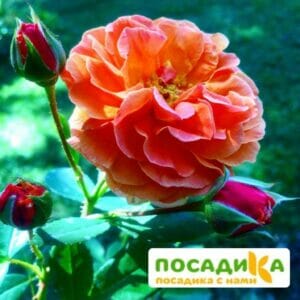 Роза Арабия купить по цене от 350.00р. в интернет-магазине «Посадика» с доставкой почтой в в Новошахтинске и по всей России – [изображение №1].