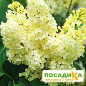 Сирень Примроуз (Primrose) купить по цене от 529.00р. в интернет-магазине «Посадика» с доставкой почтой в в Новошахтинске и по всей России – [изображение №1].