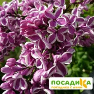 Сирень Сенсация купить по цене от 529.00р. в интернет-магазине «Посадика» с доставкой почтой в в Новошахтинске и по всей России – [изображение №1].