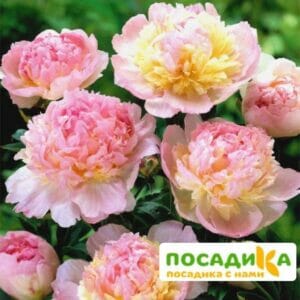 Пион Распберри Сандей (Paeonia Raspberry Sundae) купить по цене от 959р. в интернет-магазине «Посадика» с доставкой почтой в в Новошахтинске и по всей России – [изображение №1].