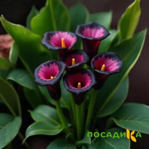 Калла Аура Лейс купить по цене от 400р. в интернет-магазине «Посадика» с доставкой почтой в в Новошахтинске и по всей России – [изображение №1].