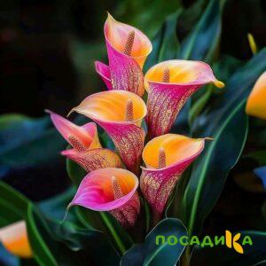 Калла Оникс купить по цене от 450р. в интернет-магазине «Посадика» с доставкой почтой в в Новошахтинске и по всей России – [изображение №1].