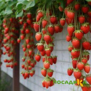 Клубника вьющаяся Комплимент купить по цене от 470р. в интернет-магазине «Посадика» с доставкой почтой в в Новошахтинске и по всей России – [изображение №1].
