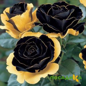 Роза Ханни Сикл купить по цене от 700р. в интернет-магазине «Посадика» с доставкой почтой в в Новошахтинске и по всей России – [изображение №1].