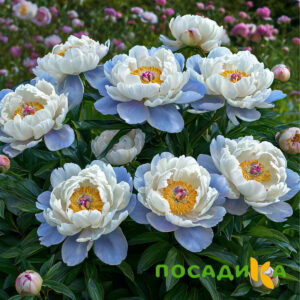 Пион акварельный Этюд купить по цене от 806р. в интернет-магазине «Посадика» с доставкой почтой в в Новошахтинске и по всей России – [изображение №1].