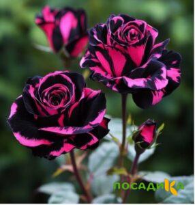 Роза Багровый Шепот купить по цене от 366р. в интернет-магазине «Посадика» с доставкой почтой в в Новошахтинске и по всей России – [изображение №1].