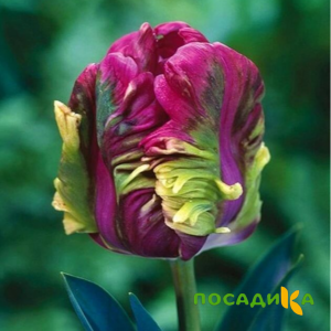 Тюльпан Экзотик Хэвен купить по цене от 186р. в интернет-магазине «Посадика» с доставкой почтой в в Новошахтинске и по всей России – [изображение №1].